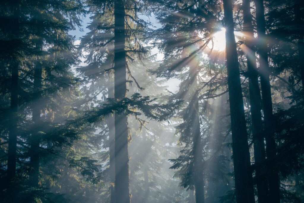 sun filtering through large pine trees