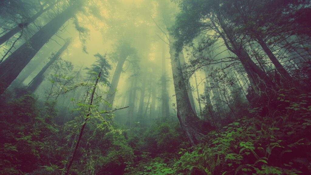 depth of green forest with fog