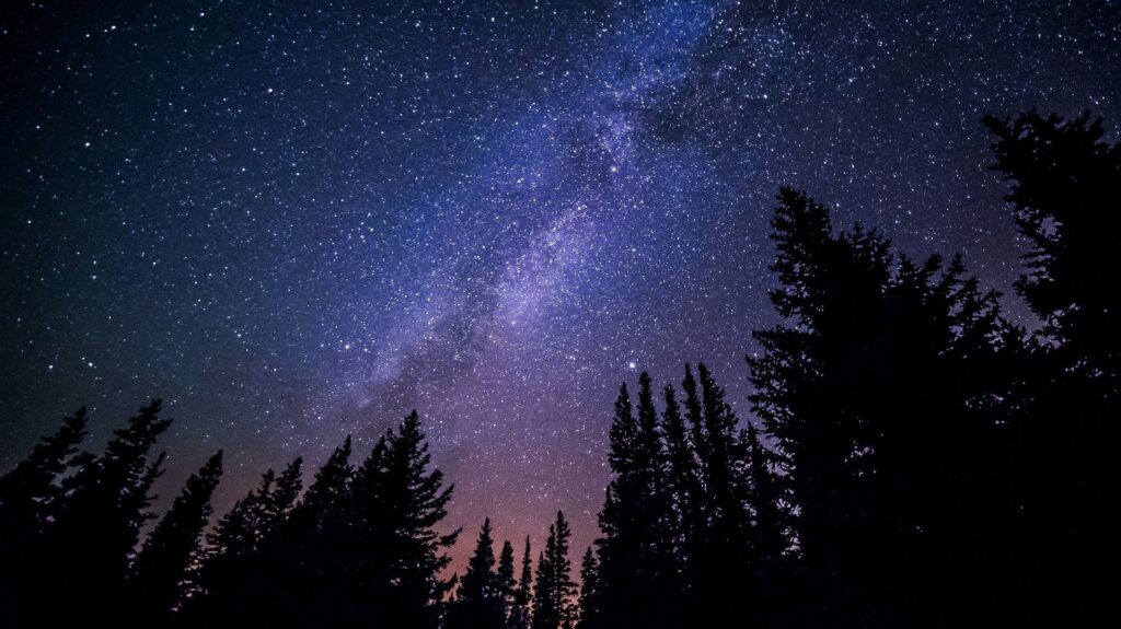 starry sky above treetops