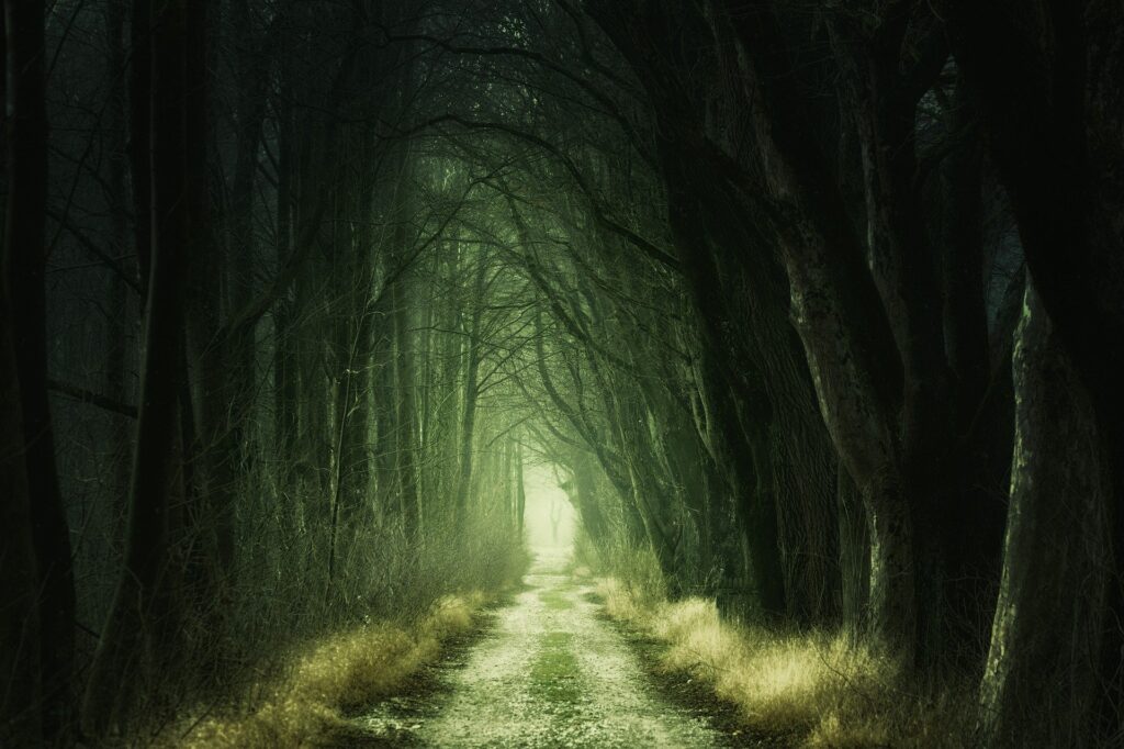 long dark road lined with trees