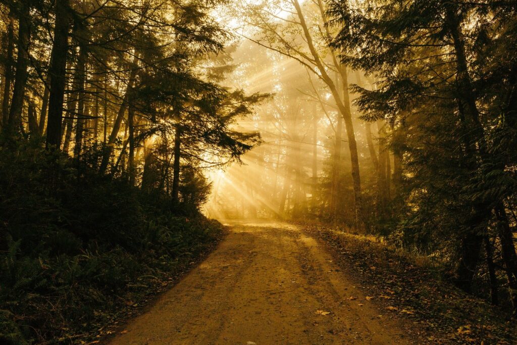 sun filtering through trees at end of road